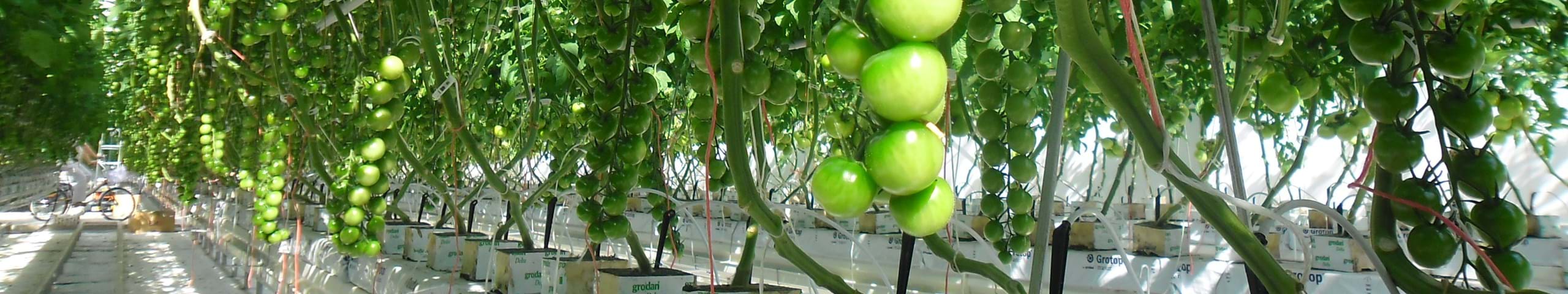 Cultivation systems